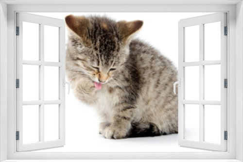 Fototapeta Naklejka Na Ścianę Okno 3D - Cute tabby kitten