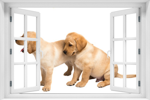Fototapeta Naklejka Na Ścianę Okno 3D - labrador puppy isolated