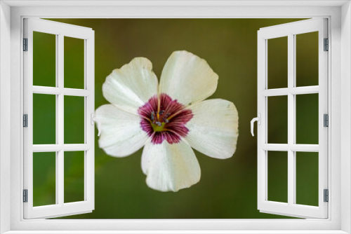 Fototapeta Naklejka Na Ścianę Okno 3D - Flax Bright Eyes Linum Grandiflorum