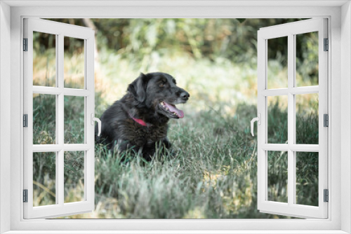 Fototapeta Naklejka Na Ścianę Okno 3D - Photo of the rescued dog from dogs shelter during regular daily activities