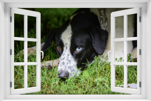 Fototapeta Naklejka Na Ścianę Okno 3D - A laying sad dog with different eyes (Pointer breed dog)