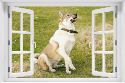 Fototapeta Naklejka Na Ścianę Okno 3D - Young husky dog  on the open air