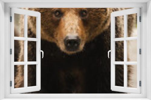 Fototapeta Naklejka Na Ścianę Okno 3D - brown bear, Ursus arctos, from Romania