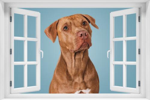 Fototapeta Naklejka Na Ścianę Okno 3D - Cute brown dog. Isolated background. Close-up, indoors. Studio photo. Day light. Concept of care, education, obedience training and raising pets