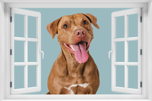 Fototapeta Naklejka Na Ścianę Okno 3D - Cute brown dog that smiles. Isolated background. Close-up, indoors. Studio photo. Day light. Concept of care, education, obedience training and raising pets
