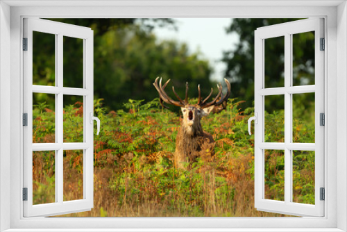 Fototapeta Naklejka Na Ścianę Okno 3D - Red deer stag calling during the rut in autumn