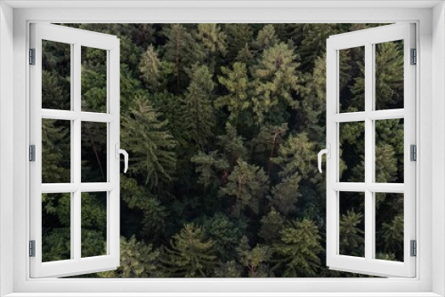 Fototapeta Naklejka Na Ścianę Okno 3D - View of lush green forest on a sunny day