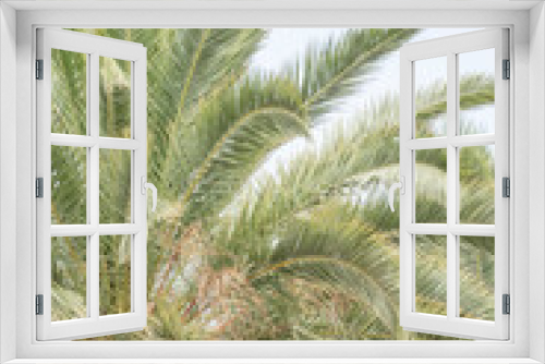 Fototapeta Naklejka Na Ścianę Okno 3D - Beautiful palm tree tropical feel with soft colours
