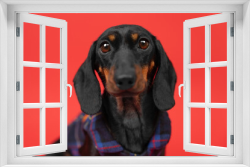 Fototapeta Naklejka Na Ścianę Okno 3D - Portrait of a cute puppy in a plaid shirt on a red bright background. Dog simpleton in clothes bulging eyes looks in surprise, waits. Advertisement for clothing for pets. Cute devoted dachshund