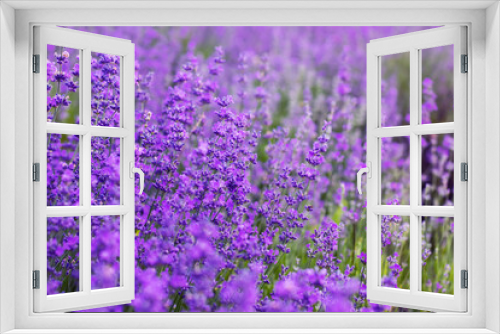 Fototapeta Naklejka Na Ścianę Okno 3D - Beautiful colors purple lavender fields near Valensole, Provence in France