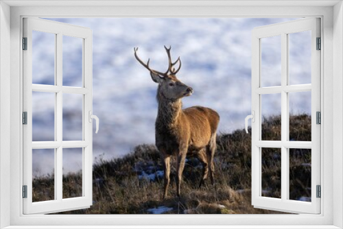 Fototapeta Naklejka Na Ścianę Okno 3D - Deer standing alone in a grassy meadow surrounded by a bright and sunny day