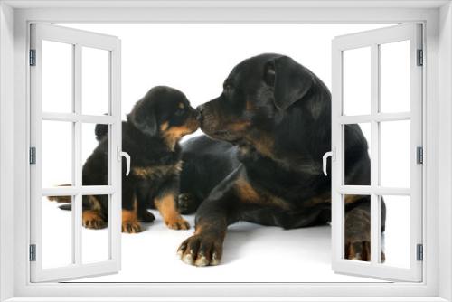Fototapeta Naklejka Na Ścianę Okno 3D - puppy and adult rottweiler