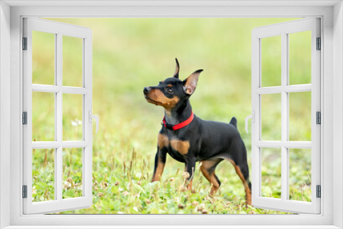 Fototapeta Naklejka Na Ścianę Okno 3D - Puppy of a black and tan miniature pinscher with cropped ears stands on the lawn in summer