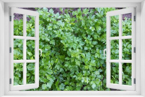 Fototapeta Naklejka Na Ścianę Okno 3D - Parsley grows in the garden. Green leaves of parsley