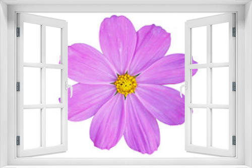 Fototapeta Naklejka Na Ścianę Okno 3D - Magenta Colored Cosmos Flowers Isolated on White Background