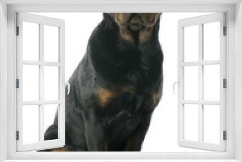 Fototapeta Naklejka Na Ścianę Okno 3D - young rottweiler