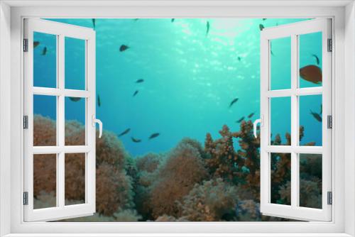 Fototapeta Naklejka Na Ścianę Okno 3D - Morning time on the coral reef. Life on a coral reef at dawn. Tropical fish swims above the coral reef in the morning sunrays at sunrise, Red sea, Egypt