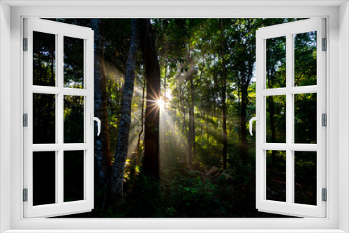 Fototapeta Naklejka Na Ścianę Okno 3D - Rising sun casting beams through branches of forest trees.Beautiful Sunset Sunrise Sun Sunshine In Sunny Summer Forest. Sunlight Sunbeams Through Woods In Forest Landscape. 