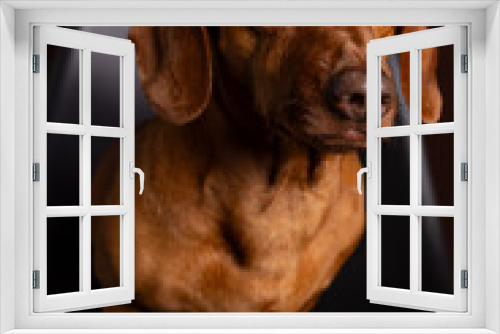 Fototapeta Naklejka Na Ścianę Okno 3D - Brown dachshund portrait on dark background.