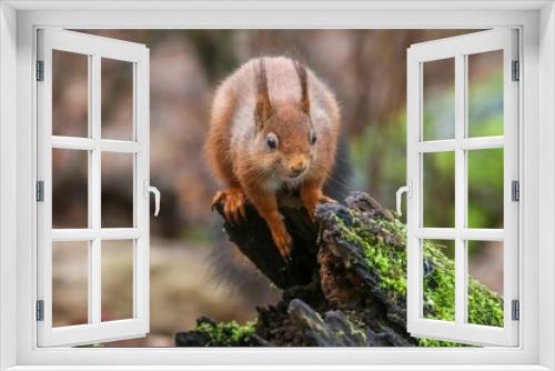 Fototapeta Naklejka Na Ścianę Okno 3D - Closeup of a common squirrel (Sciurus vulgaris) on a trunk of a tree against a blurred background