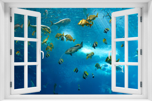 Fototapeta Naklejka Na Ścianę Okno 3D - Colorful fishes