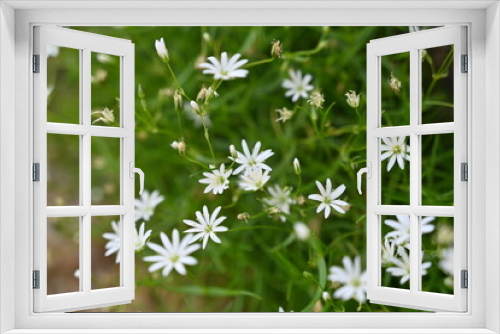 Fototapeta Naklejka Na Ścianę Okno 3D - 白山　高山植物