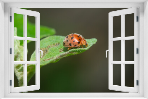 Fototapeta Naklejka Na Ścianę Okno 3D - Reddish-brown beetle on a leaf in the garden