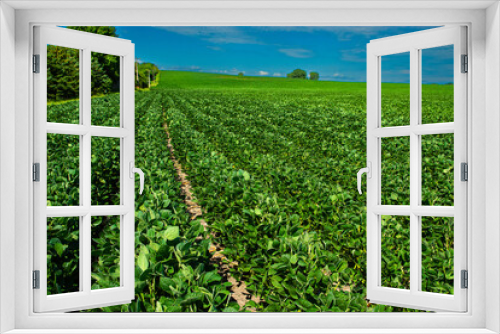 Fototapeta Naklejka Na Ścianę Okno 3D - Soybean crop in North Dakota produces a product that is used for poultry and livestock feed as well as biofuel industry and food products..