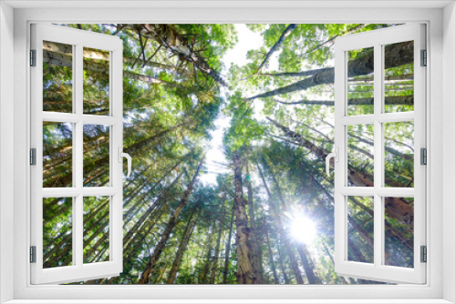 Fototapeta Naklejka Na Ścianę Okno 3D - Pine forest in the Tuscan Emilian Apennines, Italy