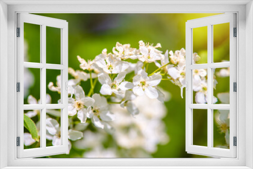 Fototapeta Naklejka Na Ścianę Okno 3D - Bird cherry branches in the garden in spring
