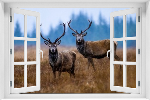 Fototapeta Naklejka Na Ścianę Okno 3D - two Red deer stags  with large antlers in an open field near trees