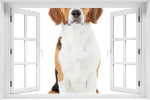 Fototapeta Naklejka Na Ścianę Okno 3D - Studio Portrait Of Beagle Dog Against White Background