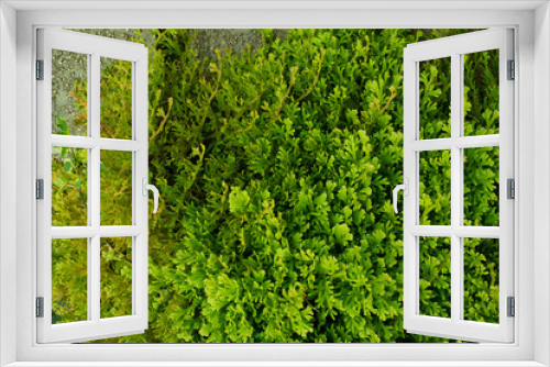 Fototapeta Naklejka Na Ścianę Okno 3D - freshness green plant on the garden floor