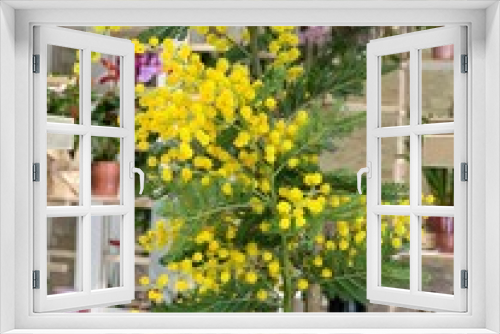 Fototapeta Naklejka Na Ścianę Okno 3D - Mimosa yellow flowers .