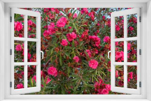Fototapeta Naklejka Na Ścianę Okno 3D - flores rosas