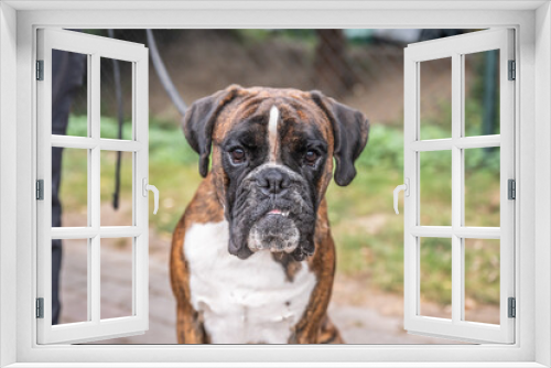 Fototapeta Naklejka Na Ścianę Okno 3D - Beautiful German Boxer Dog sitting in front of green gras in a park looking cute