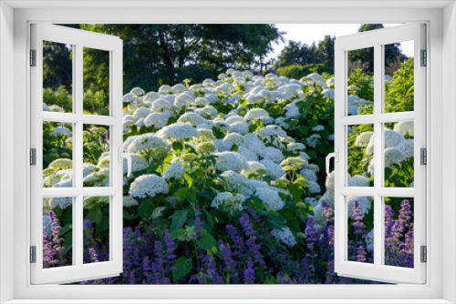 Fototapeta Naklejka Na Ścianę Okno 3D - Hortensja krzewiasta (Hydrangea arborescens) kwitnąca w ogrodzie