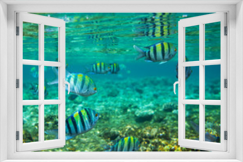 Fototapeta Naklejka Na Ścianę Okno 3D - Coral fish