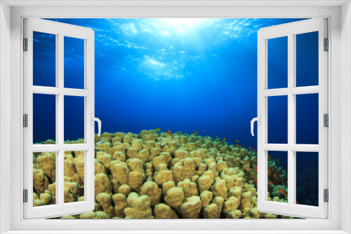 Fototapeta Naklejka Na Ścianę Okno 3D - Underwater Coral Reef in Sunlight