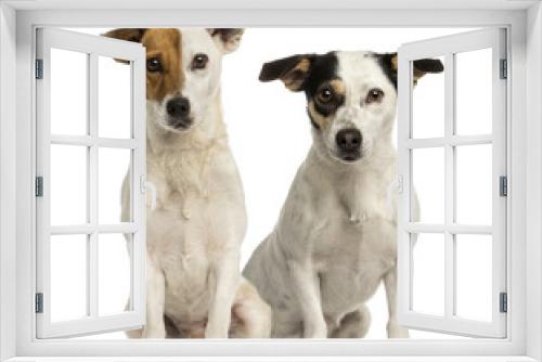 Fototapeta Naklejka Na Ścianę Okno 3D - Two Jack russell terriers sitting and looking at the camera