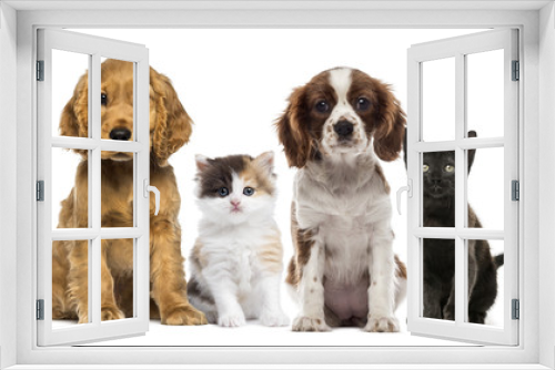 Fototapeta Naklejka Na Ścianę Okno 3D - Group of kittens and dogs