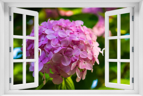 Fototapeta Naklejka Na Ścianę Okno 3D - Beautiful Pink Flowers: A Lovely and Charming Sight