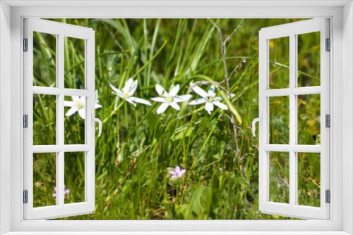 Fototapeta Naklejka Na Ścianę Okno 3D - Close-p of star of bethlehem flowers with selective focus on foreground