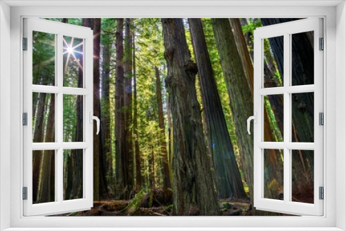 Fototapeta Naklejka Na Ścianę Okno 3D - Captivating Time-Lapse: Sunlit Majesty of Redwood National Park's Forest Trees in 4K