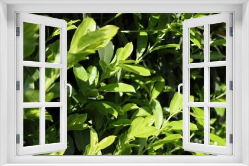 Fototapeta Naklejka Na Ścianę Okno 3D - Fresh green leaves of prunus laurocerasus