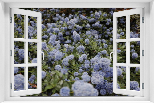 Fototapeta Naklejka Na Ścianę Okno 3D - california lilac bush