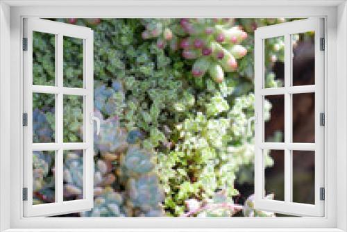 Fototapeta Naklejka Na Ścianę Okno 3D - Suculentas hojas fertil y copioso verde plantas de interior decoracion y facil cuidado