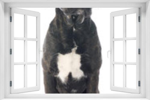 Fototapeta Naklejka Na Ścianę Okno 3D - italian mastiff