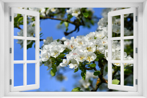 Fototapeta Naklejka Na Ścianę Okno 3D - Alter Birnbaum mit weißen Blüten