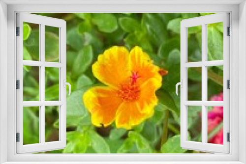Fototapeta Naklejka Na Ścianę Okno 3D - Portulaca, a small yellow-orange flower photo